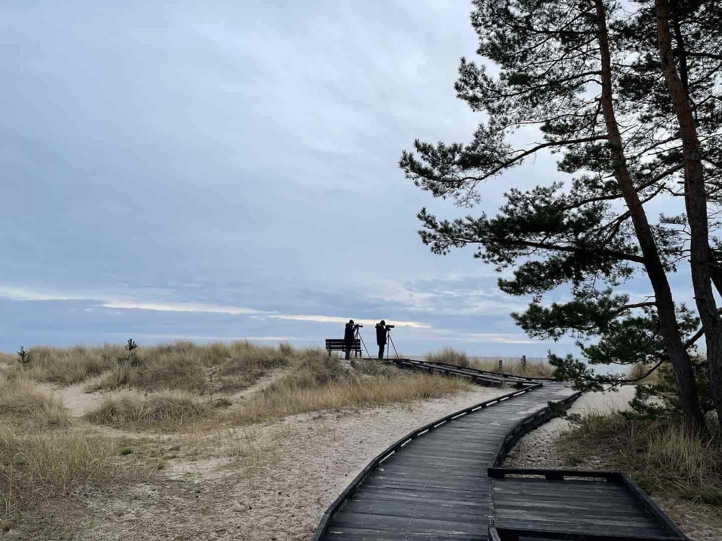 fågelskådning